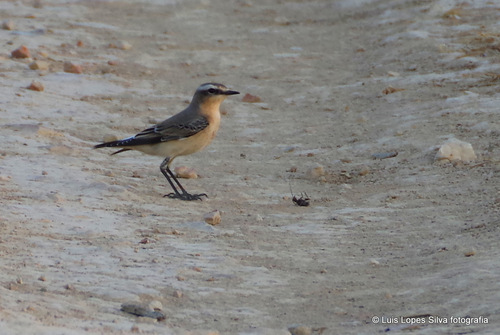 Northern Wheatear