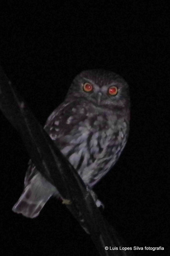 Little Owl