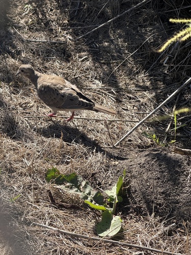 Mourning Dove