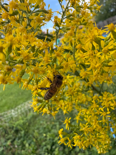 Western Honey Bee
