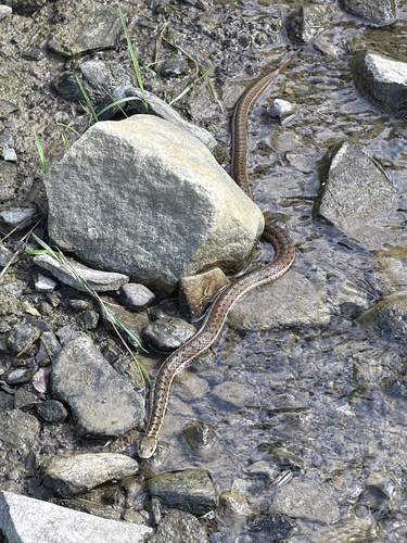 Common Garter Snake