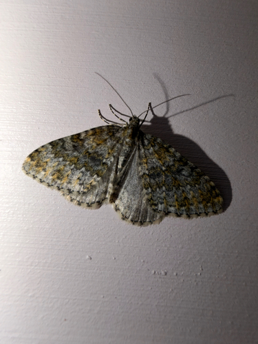 Yellow-ringed Carpet