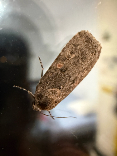 Beet Armyworm Moth