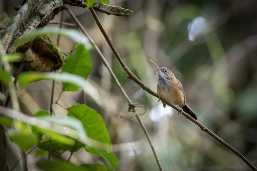 Long-billed Gnatwren