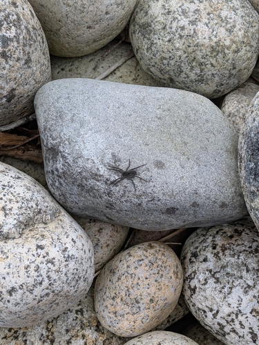Stone Spider