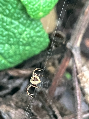 Heptagonal Orbweaver