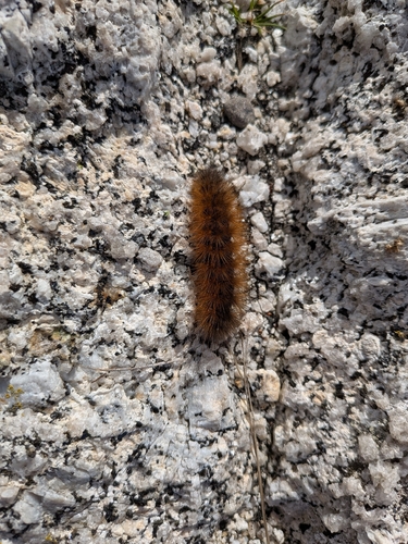 Ruby Tiger Moth