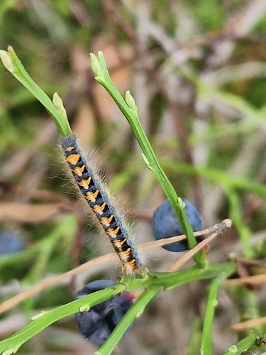 Oak Eggar
