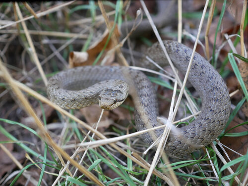 Smooth Snake