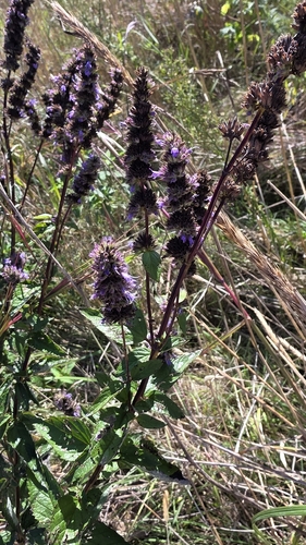 anise hyssop
