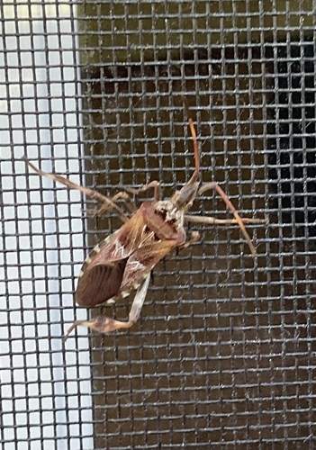 Western Conifer Seed Bug