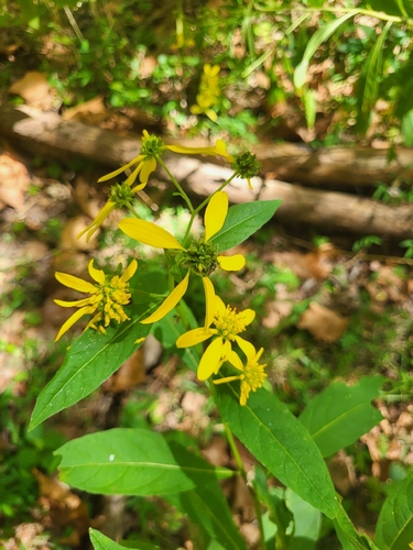 Wingstem