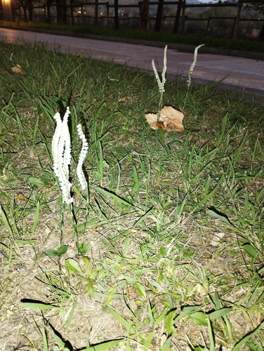 Autumn Ladies' Tresses