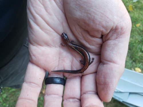 Eastern Red-backed Salamander