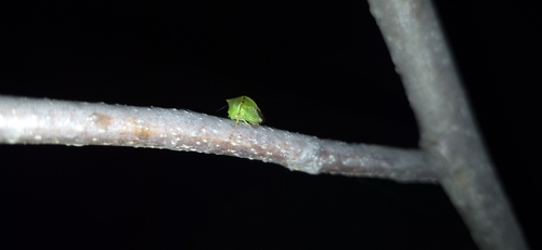 Buffalo Treehopper