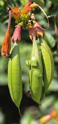 Southern Green Stink Bug