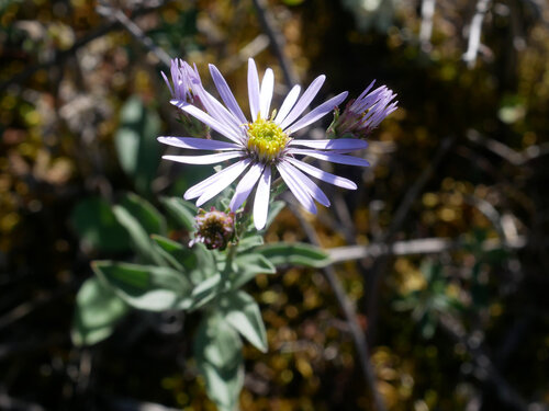 Italian Aster