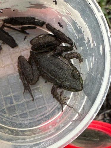 Green Frog