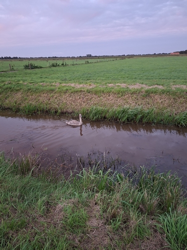 Mute Swan