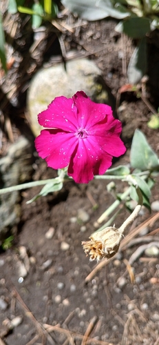 Rose campion