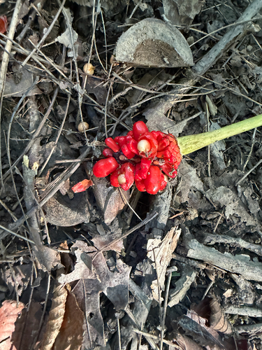 Jack-in-the-Pulpit