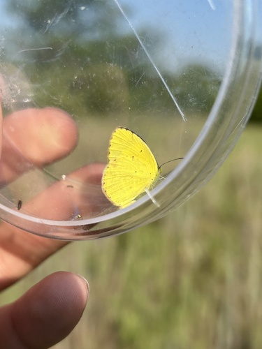 Little Yellow