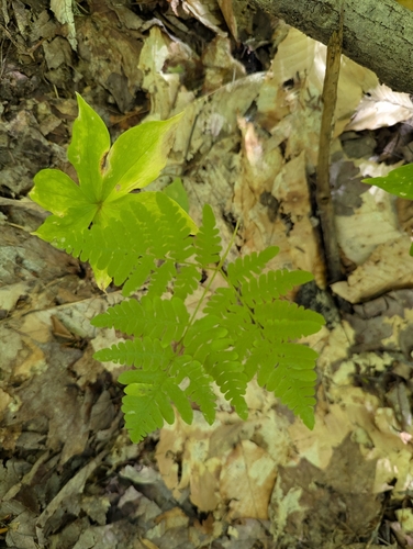 northern oak fern
