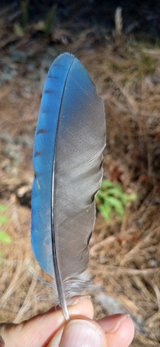 Steller's Jay