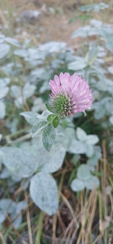 Red Clover