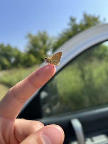 Prairie Arogos Skipper