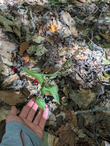 Broad-leaved helleborine