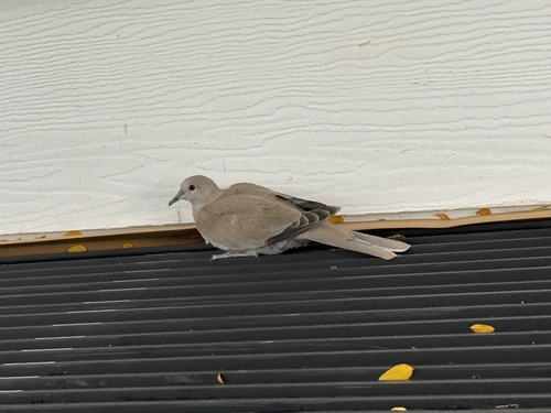 Eurasian Collared-Dove