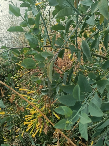 tree tobacco