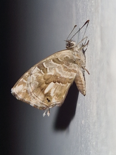 Common Geranium-bronze