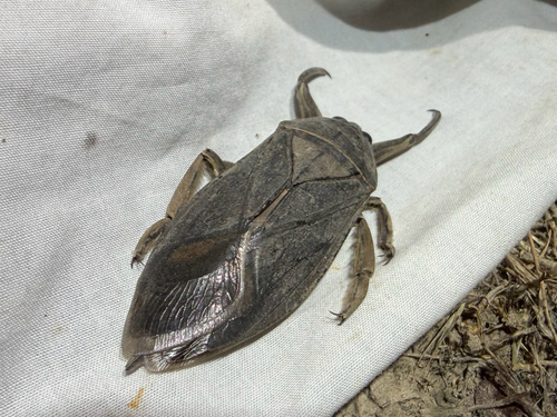 American Giant Water Bug