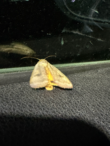 Large Yellow Underwing