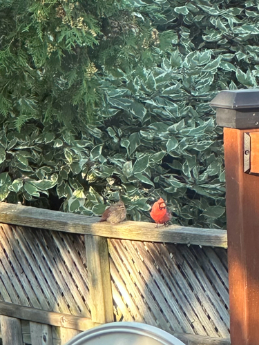 Northern Cardinal