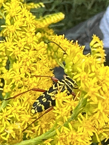 Locust Borer