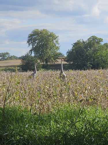 Sandhill Crane