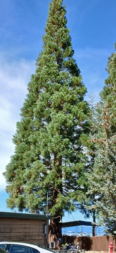 giant sequoia