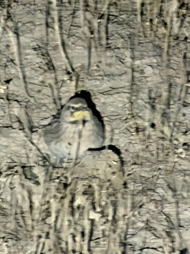 Horned Lark