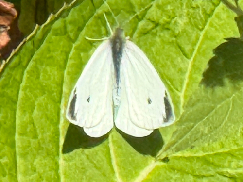 Small White