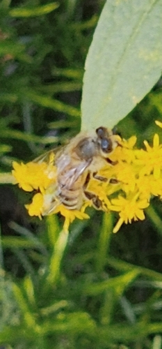 Western Honey Bee