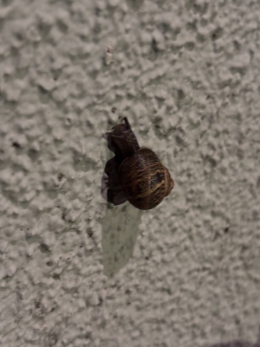 Garden Snail