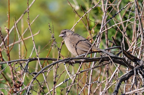 Abert's Towhee