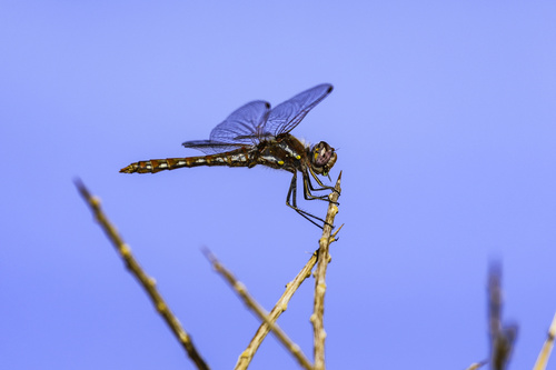 Variegated Meadowhawk