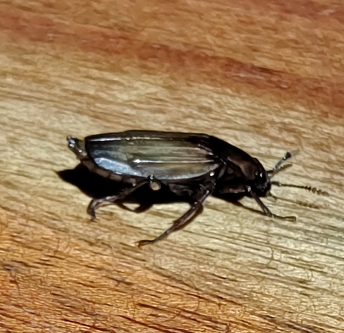 Shore Sexton Beetle