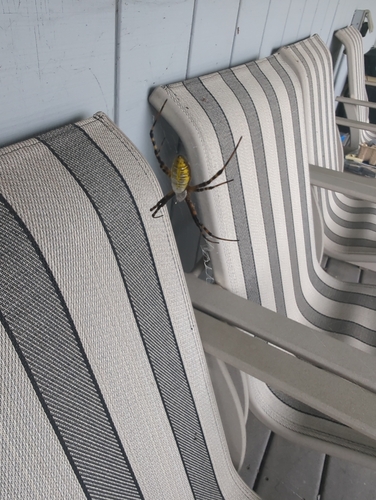 Banded Garden Spider