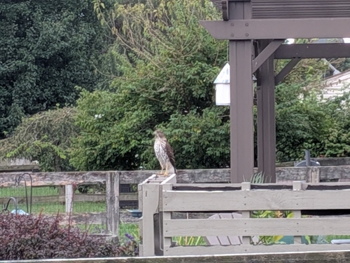 Cooper's Hawk