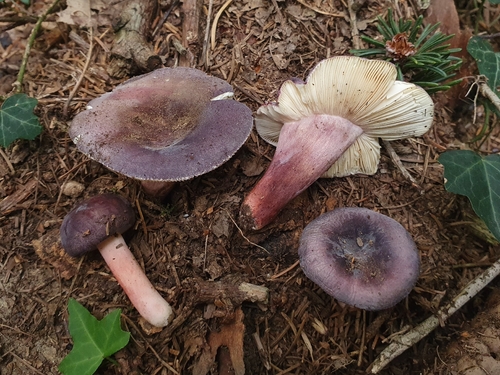 Russula amoena